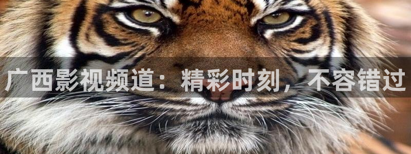 熊猫在线电影：广西影视频道：精彩时刻，不容错过