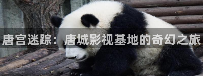 熊猫电影yy8y1免费：唐宫迷踪：唐城影视基地的奇幻之旅